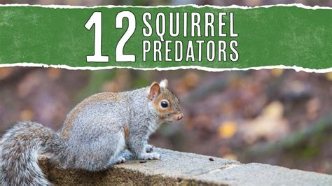 12 Natural Predators That Eat Squirrels: In-Depth Look - Pest Pointers