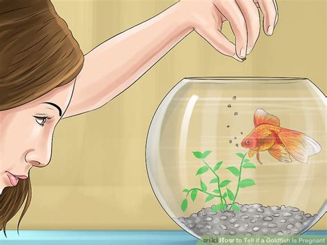 How to Tell if a Goldfish Is Pregnant: 8 Steps (with Pictures)