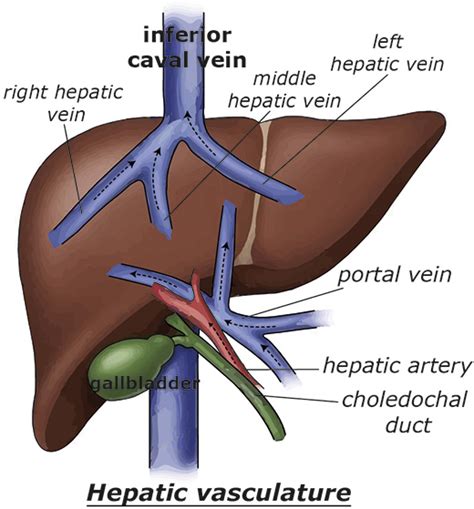 Liver, Your Detoxification Powerhouse Genetic Optimization