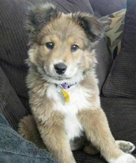 German shepherd collie mix Cute Puppies, Dogs And Puppies, Cute Dogs, Doggies, Mixed Breed ...