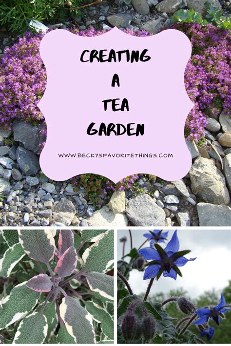 How to design a tea garden, pictures and plans for the garden with suggested plants, resources ...