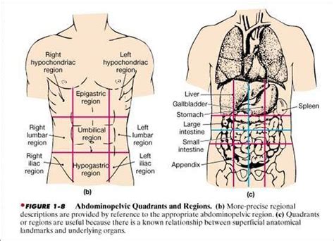 Abdominal Anatomy Diagram Abdominal Cavity Chart Human Anatomy Body | Images and Photos finder