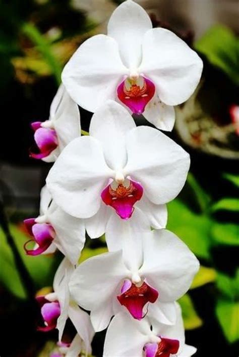 Orchids | Beautiful flowers, Beautiful orchids, Orchid flower