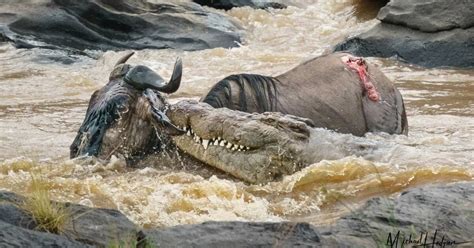 Death of a wildebeest: Great Migration crocodile attack | HI Travel Tales