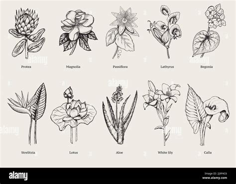 Hand drawn exotic plants set with natural tropical flowers in vintage ...