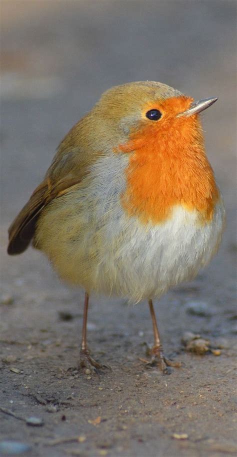 Picture of a cute robin. #birds #cute #robin Pretty Birds, Cute Birds, Beautiful Birds, Animals ...