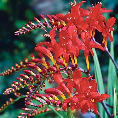 Lucifer Crocosmia | Spring Hill Nurseries – Spring Hill Nursery