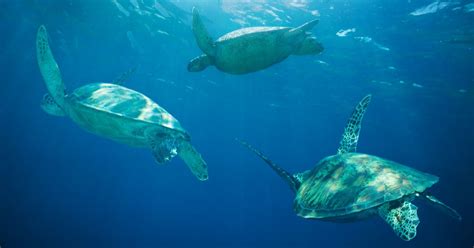 Sea Turtle Migration - All Turtles