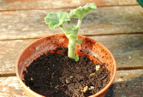 Garden Posts | Taking Geranium Cuttings