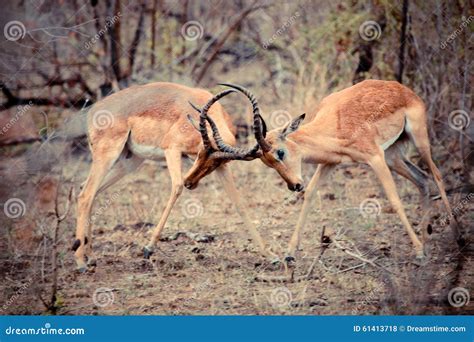 Impala Rams Fighting stock photo. Image of fighting, horns - 61413718