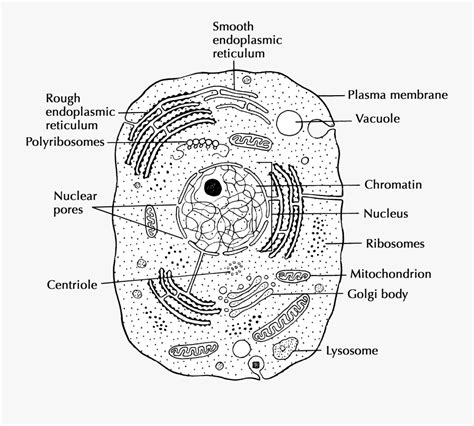 Structure And Function Cells - Animal Cell Simple Drawing , Free ...