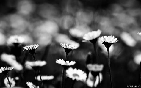 Black and White Daisy Wallpapers - Top Free Black and White Daisy ...