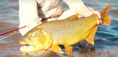 Parana River Outfitters: Fly Fishing For Dorado On Sandbars - The Heli Blog