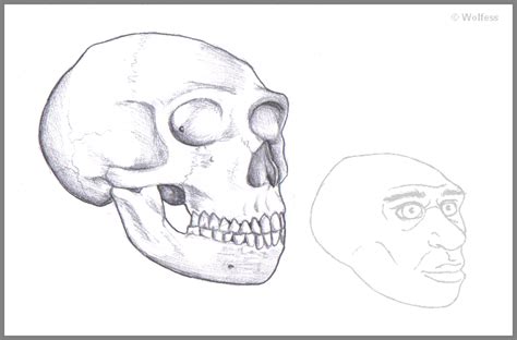 Neanderthal Skull Study by The-Ninth-Cave on DeviantArt