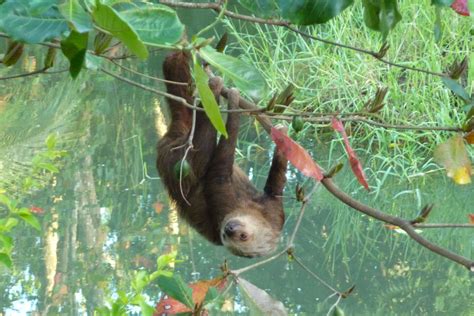 a sloth hanging upside down from a tree branch in the jungle near some water