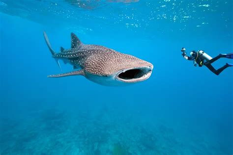 Swimming With Whale Sharks: My Bucket List Dream Came True in Utila, Honduras | International ...