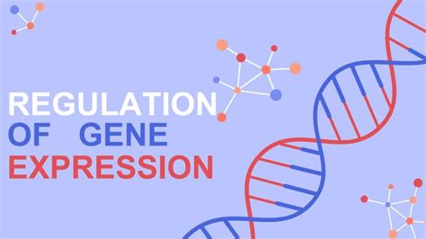 Regulation Of Gene Expression | PPT