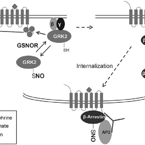 (PDF) Specificity in S-Nitrosylation: A Short-Range Mechanism for NO ...