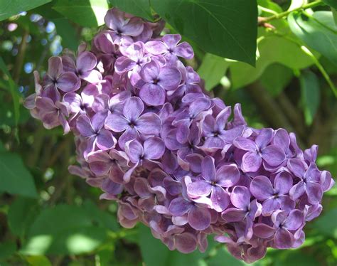 violet syringa blossoms Free Photo Download | FreeImages