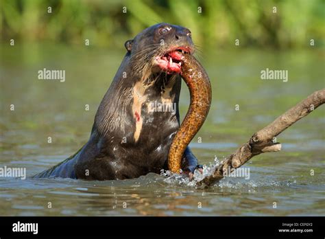 Giant Otter Vs Anaconda