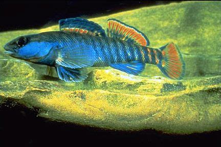 darter fish aquarium - Google Search | Tropical fish, Beautiful tropical fish, Aquarium fish