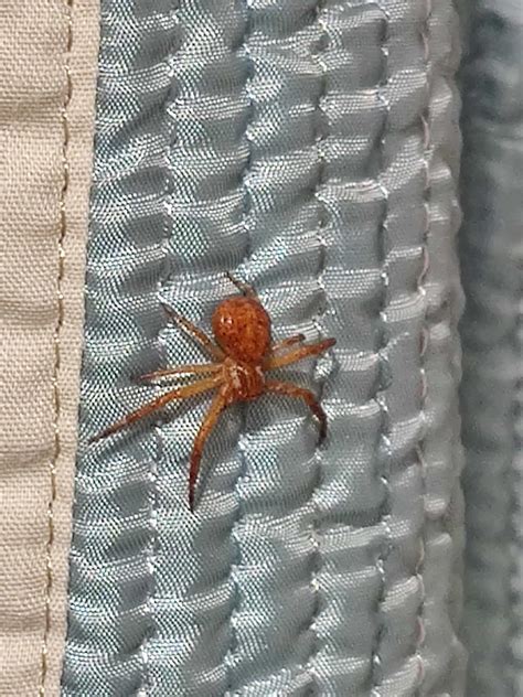 Unidentified spider in Piscataway, New Jersey United States