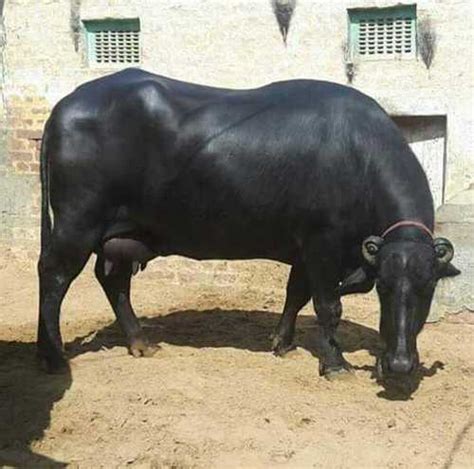 Murrah Breed Buffalo Supplier, Trader In Karnal,Haryana