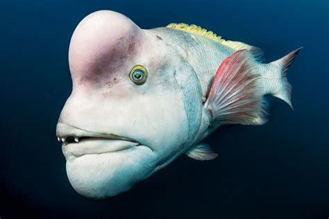 mejor foto animales salvajes | Schafskopf, Wassertiere, Meerestiere