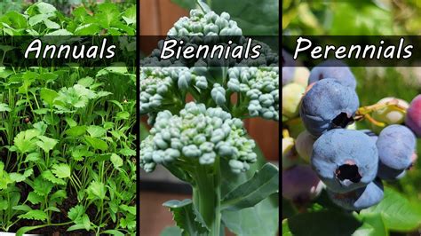 Differences Between Annual, Perennial, And Biennial Plants - A Garden Diary