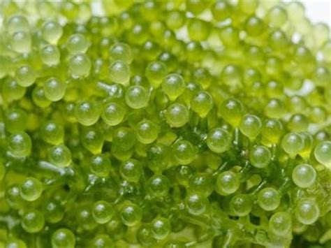 Green Caviar Extract Liquid Caulerpa Lentillifera Extract - Etsy