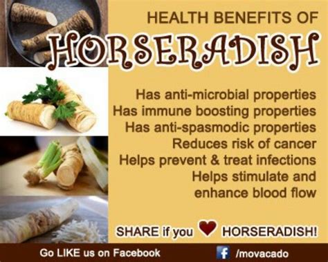 Horseradish, i have it growong in the vegetable garden, good stuff. | Food health benefits ...