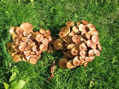 Honey Mushrooms – Identification | Walter Reeves: The Georgia Gardener