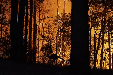 In Australia's Burning Forests, Signs We've Passed a Global Warming ...