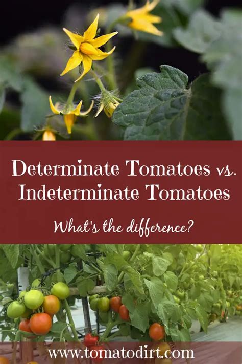 Determinate Tomatoes vs Indeterminate Tomatoes: What’s the Difference?