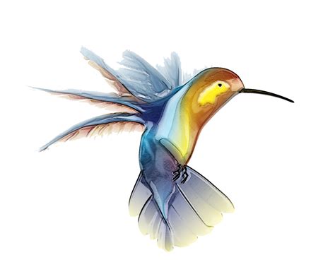 Hummingbird Tattoos - PNG All | PNG All