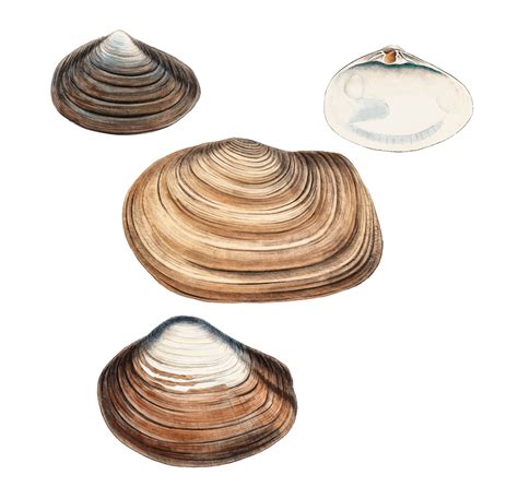 Clam shell varieties - Download Free Vectors, Clipart Graphics & Vector Art