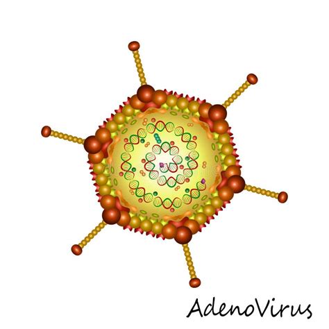 Adenovirus Infection. Vector Stock Vector - Illustration of information ...