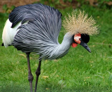 Grey Crowned Crane ~ Birds World