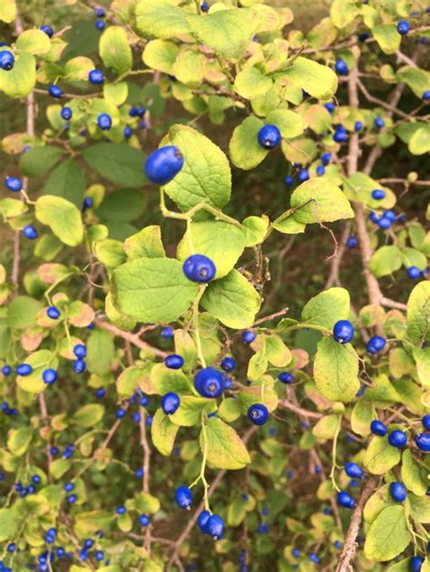 Large shrub/small tree with bright blue berries in upstate NY