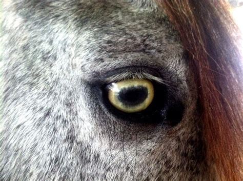 Critter Sitter's Blog: Horse Eye Color Photos