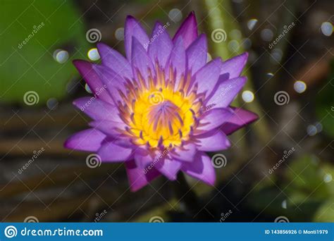 Purple Lotus Flower on a Small Lake Stock Photo - Image of pond, nicifera: 143856926