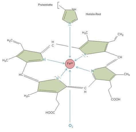 Structure of heme with the additional ligands in hemoglobin - DocCheck