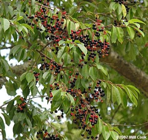 3 Wild Black Cherry Tree UNROOTED Cuttings for your food | Etsy