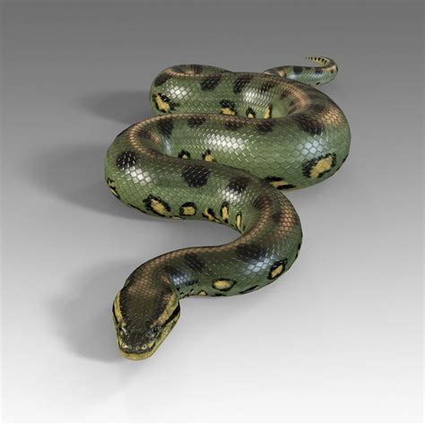 3D model Pythons Vol 1 Rigged VR / AR / low-poly rigged | CGTrader