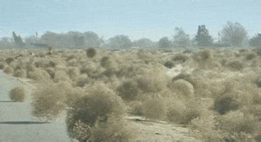 Tumbleweed GIF - Find & Share on GIPHY