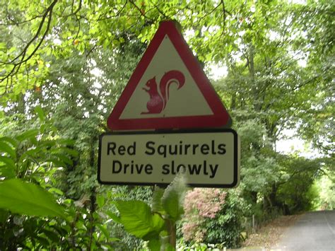 File:Red squirrels warning signs, Lake District.jpg - Wikimedia Commons