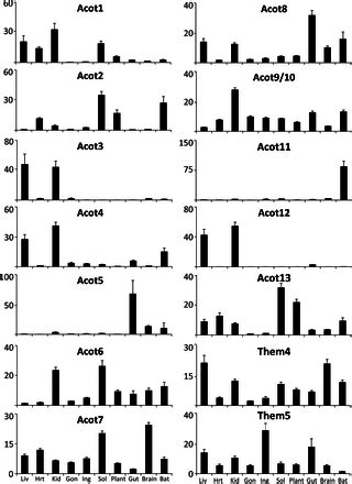 Metabolic and Tissue-Specific Regulation of Acyl-CoA Metabolism