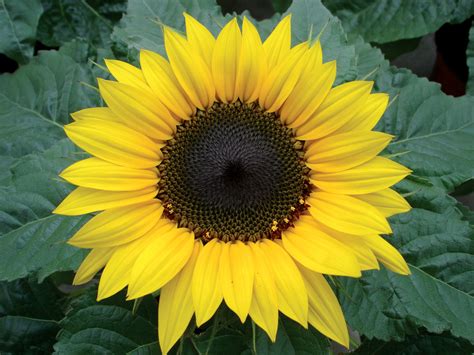 Choco Sun Dwarf Sunflower - Helianthus - Annual - 5 Seeds | Seeds for Africa