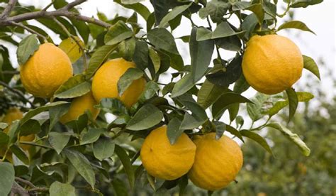 bergamot orange tree purchase price + picture - Arad Branding