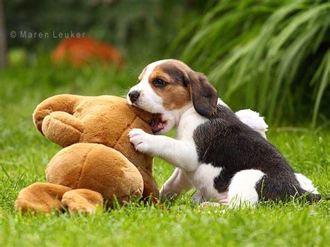 Beagle Puppy Wallpapers - Wallpaper Cave